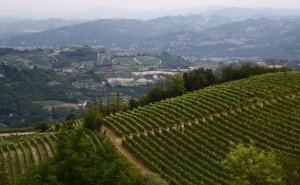 Colline del Monferrato